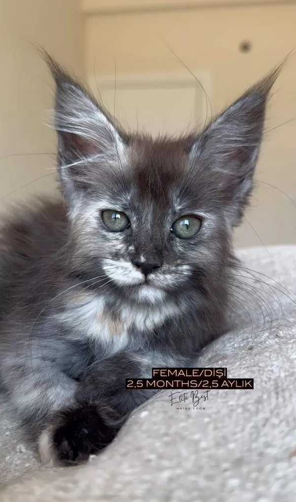 Türkiyenin Her Yerine Teslim Xxl Maine Coon Kediler