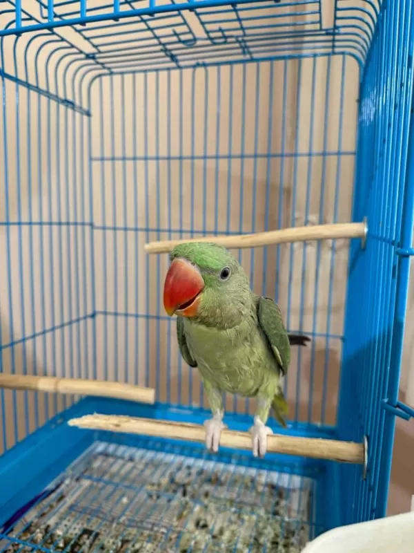El Besleme Yerli Üretim Bebek Alexander Papağanı