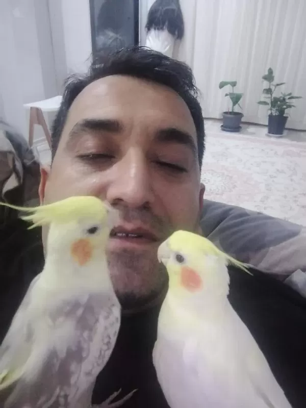 Yerli Üretim Sultan Papağanlarimiz