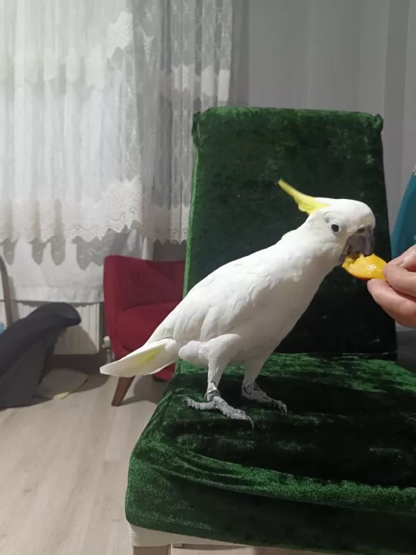 Full Evcil Dans Eden Sülfür Kakadu Papağanimiz