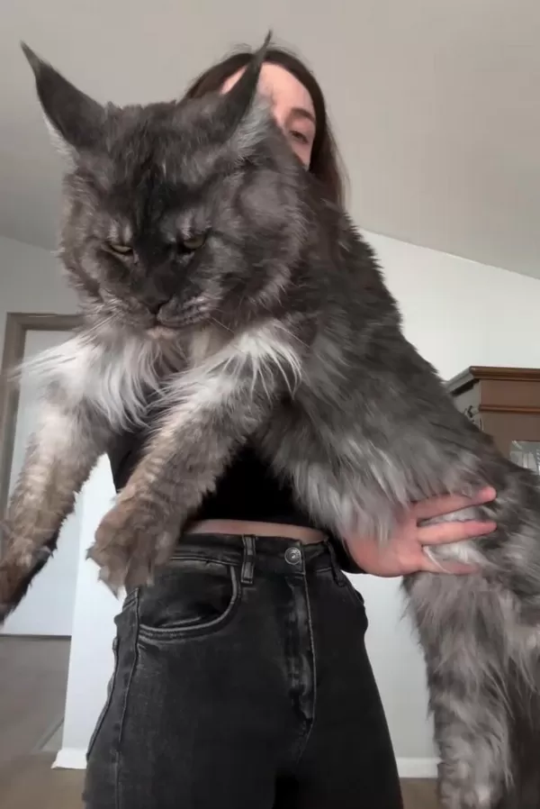 Türkiyenin Her Yerine Teslim Xxl Maine Coon Kediler