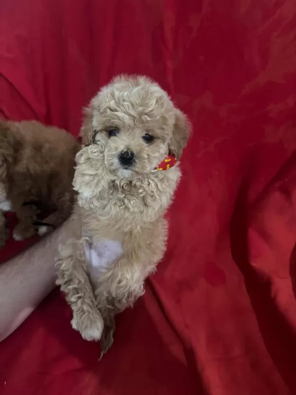 Oyuncak Gibi Sevimli Dizayn Maltipoo Bebekleri