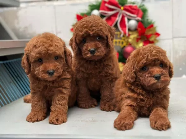 Mini Toy Poodle Aşılı Bebeklerimiz