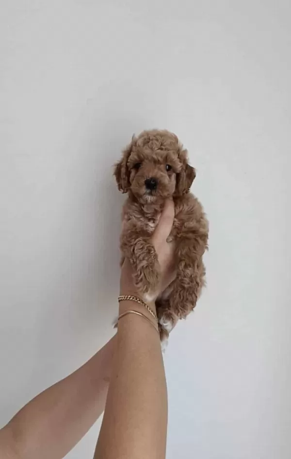 Toy Poodle Yavru Ucretli Sahiplendirme