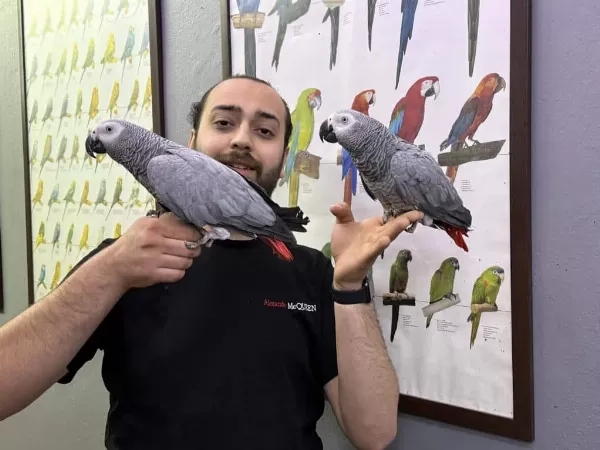 200 Kelime Konuşan Jako Papağanimiz