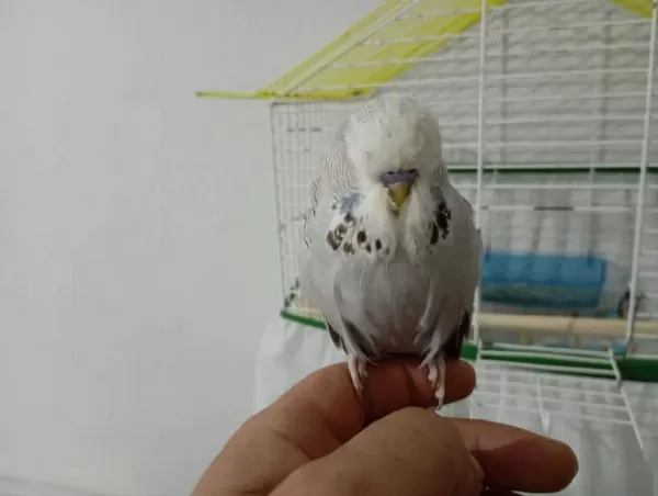 Konuşan Erkek Muhabbet Kuşu