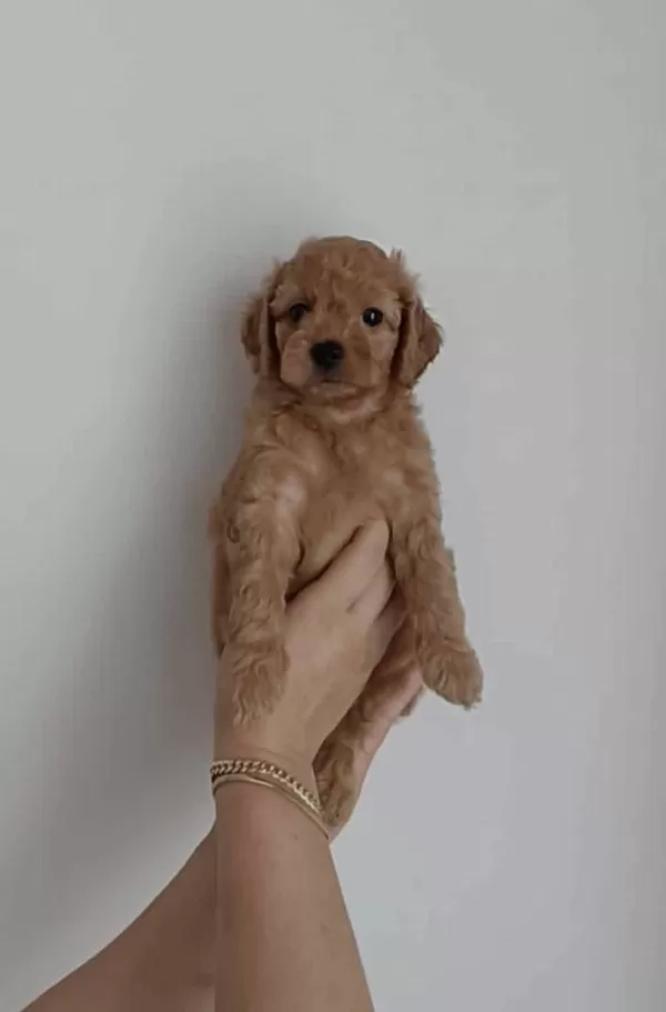 Toy Poodle Yavru Ucretli Sahiplendirme