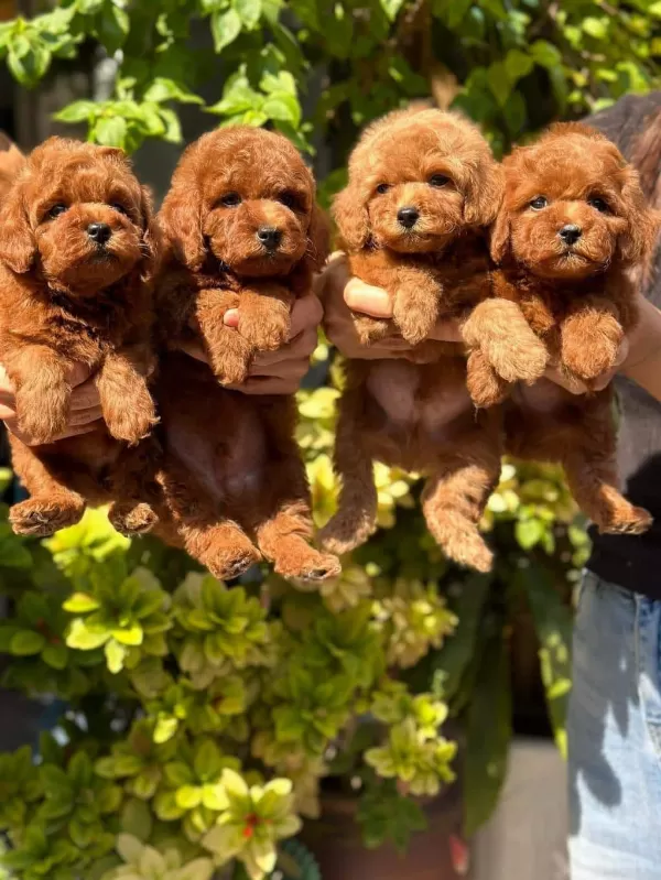 Safkan Oyuncu Kore Poodle Yavrularımız