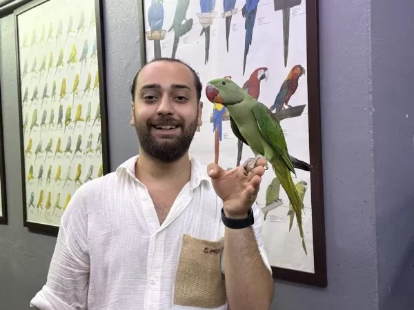 Eğitimli Yavru Alexander İskender Papağanı