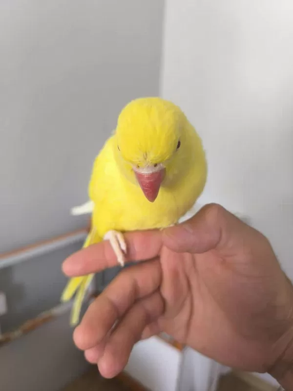 Bebek Yerli Üretim Pakistan Papağanlarimiz