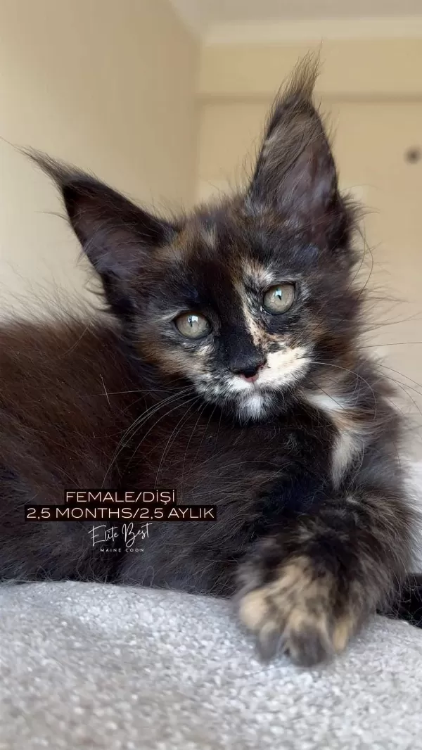 Türkiyenin Her Yerine Teslim Xxl Maine Coon Kediler