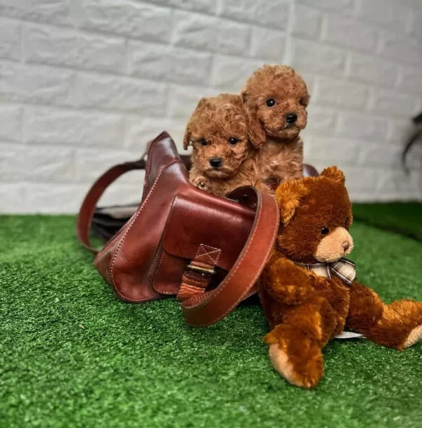 Mini Toy Poodle Aşılı Bebeklerimiz