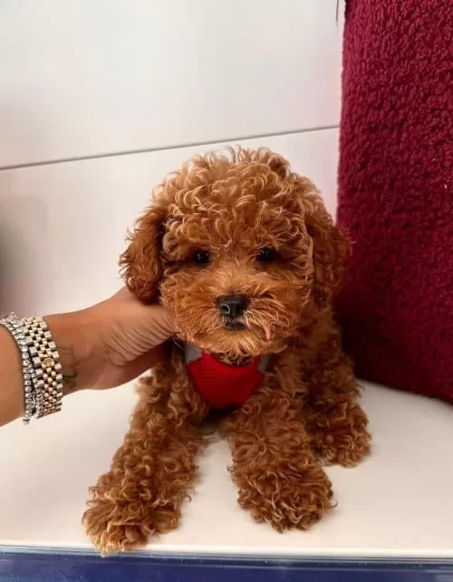 Toy Poodle 3 Aylık Dişi Irk Garantili