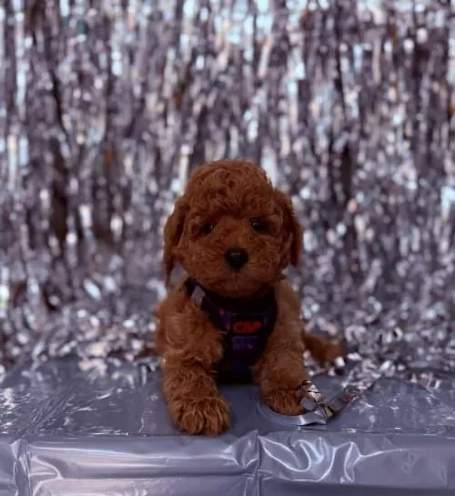 Dark Brown Mini Boy Toy Poodle Yavrular