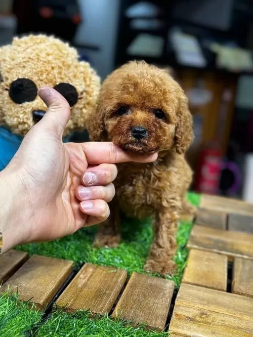 Poodle Teacup Hakiki Kore Kanı