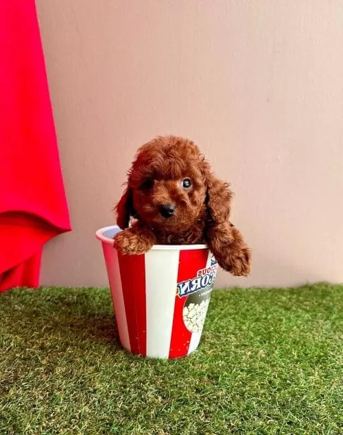 Orjinal Toy Poodle Çocuklar Sağlikli