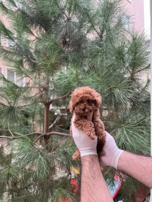 Evinizin Neşesi Mini Toy Poodle Bebekler