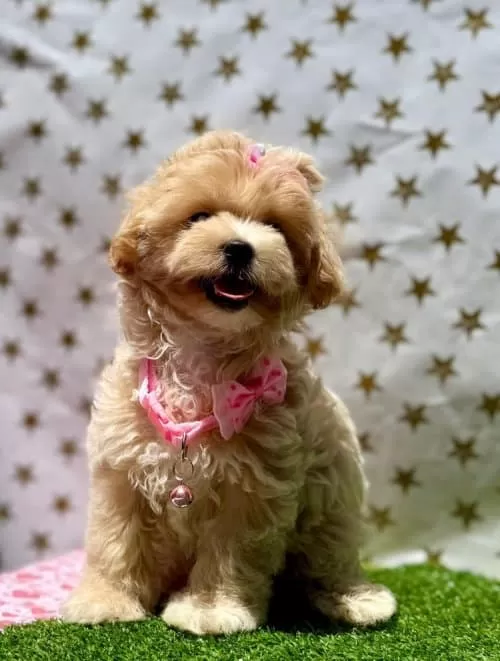 Şila Maltipoo Cins 9 Aylık Dişi