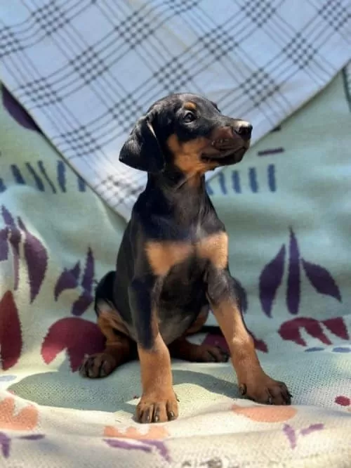 Saf Kan Yavru Doberman  Yeni Sahiplerini Arıyor