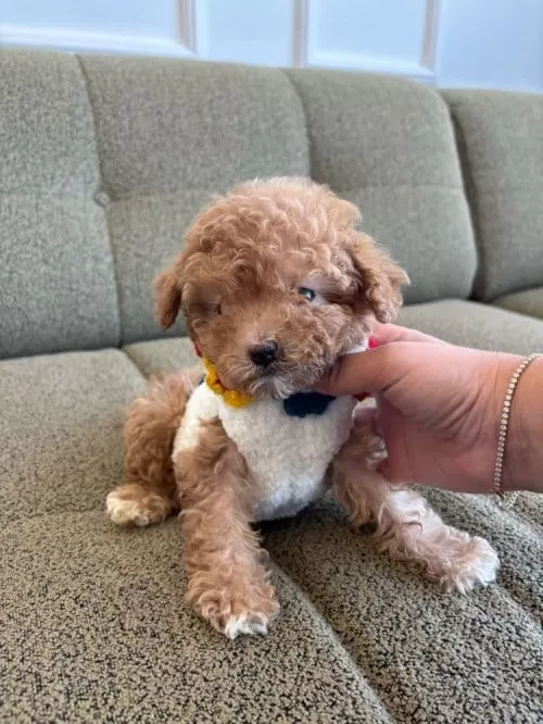 Gerçek Koreli Toy Poodle Minnaklarimiz