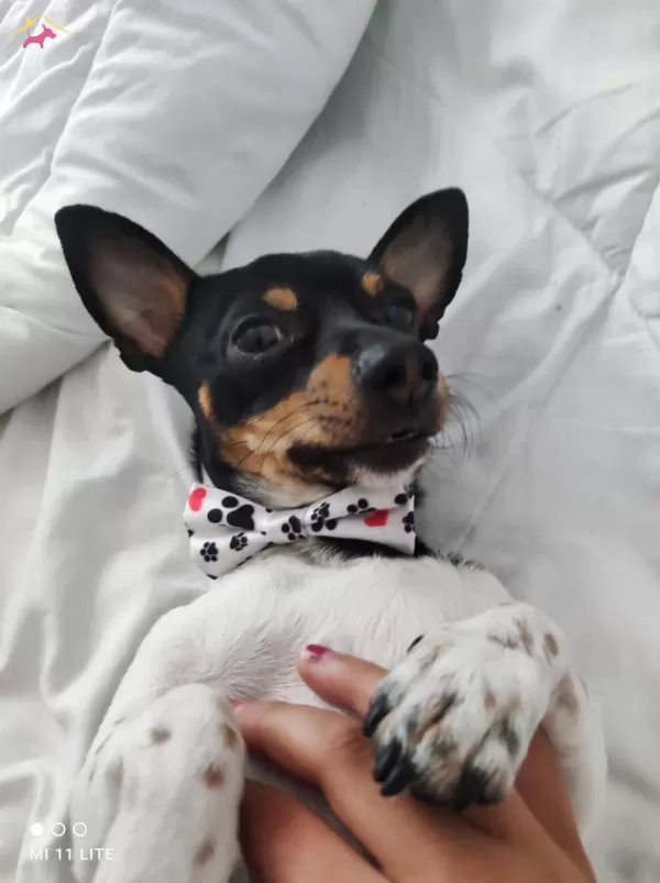 Eğitimli Minyatür Pinscher Ücretsiz Sahiplendirme