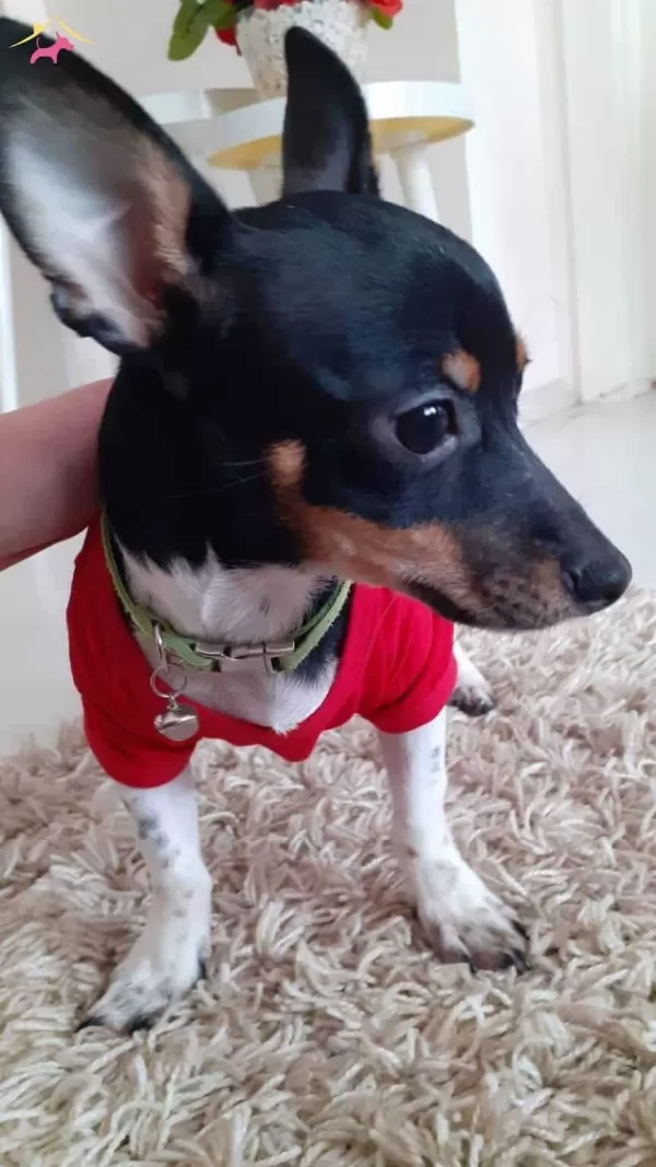 Eğitimli Minyatür Pinscher Ücretsiz Sahiplendirme