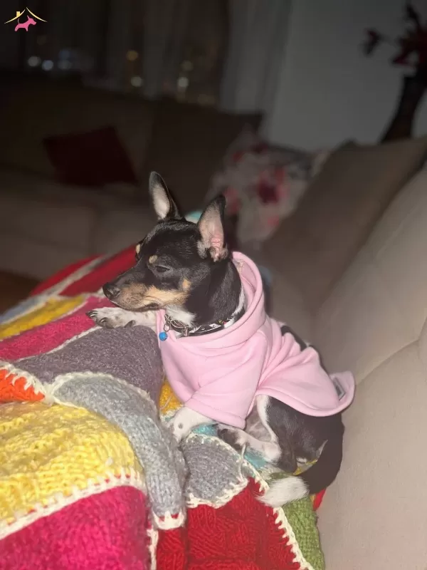 Eğitimli Minyatür Pinscher Ücretsiz Sahiplendirme