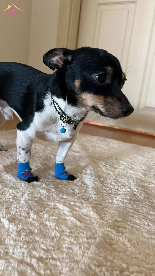 Eğitimli Minyatür Pinscher Ücretsiz Sahiplendirme