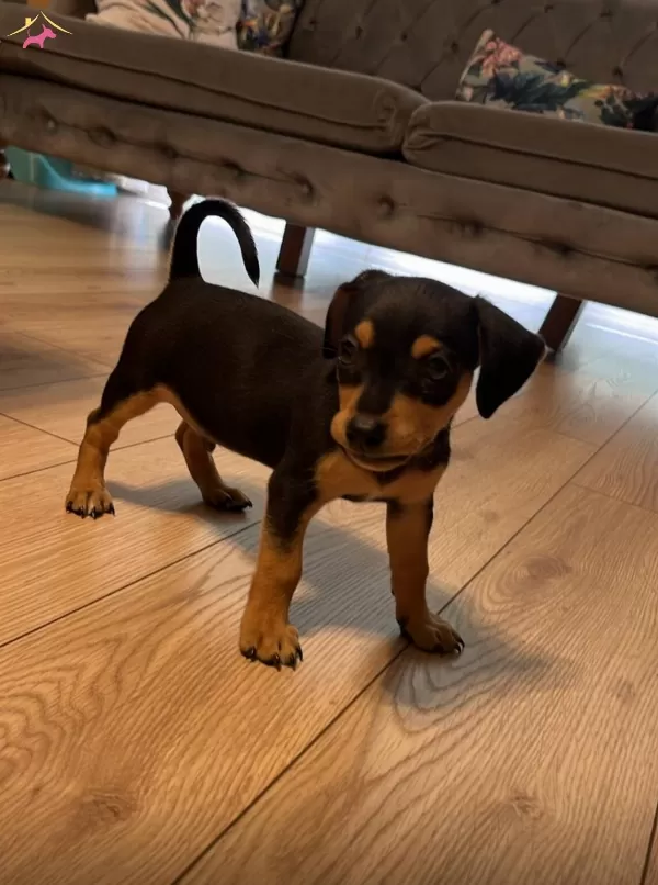 2 Aylık Erkek Minyatür Pinscher
