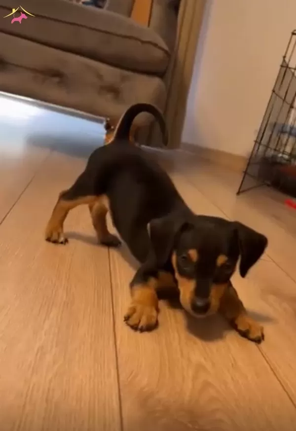 2 Aylık Erkek Minyatür Pinscher