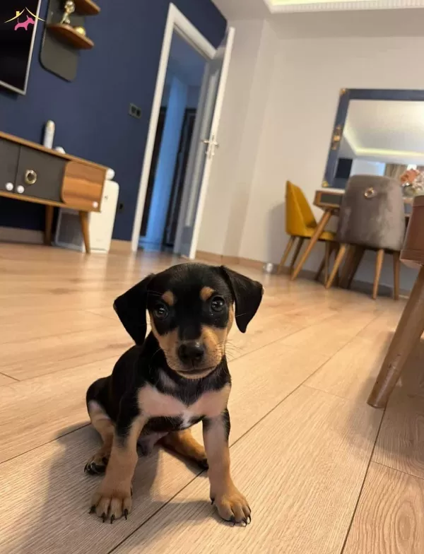 2 Aylık Erkek Minyatür Pinscher