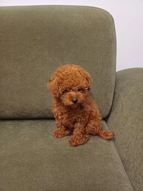 Red Brown Toy Poodle Yavruları