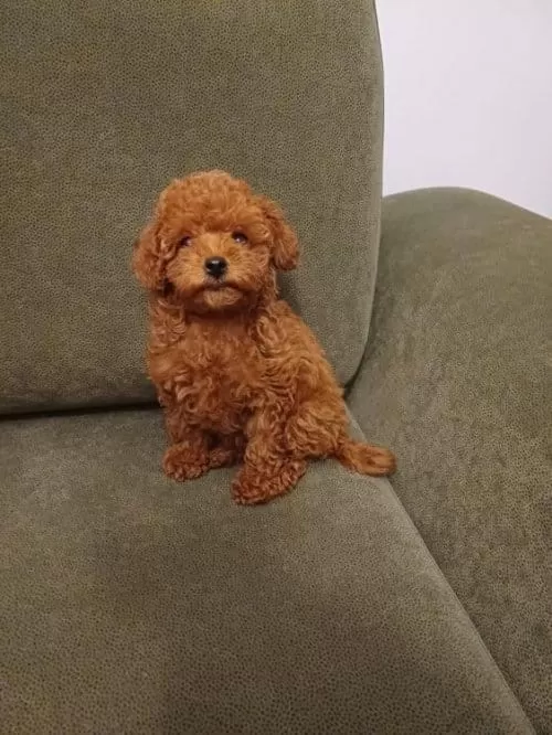 Red Brown Toy Poodle Yavruları