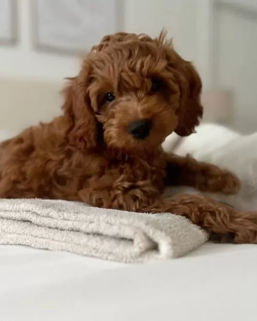 Ufak Boyut  Yavru Arayanlara Toy Poodle