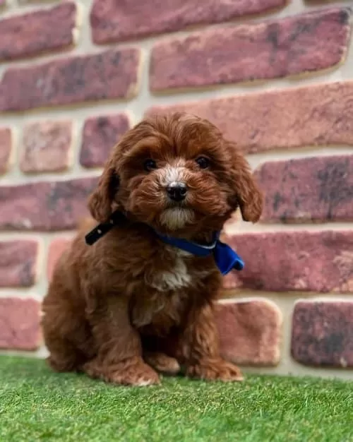 Oyuncu Ve Sevecen Maltipoo Yavruları