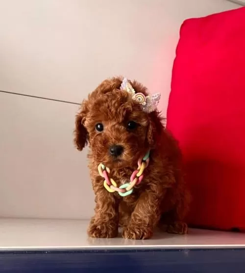 Yuvanizin Yeni Uyesi Korean Toy Poodle Cocuklarimiz