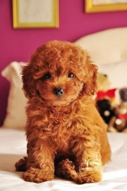 Sevimli Köpeğimizi Vermek Durumunda Kaldık