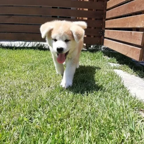 Şampiyon Anne Ve Babadan Amerikan Akita Yavru