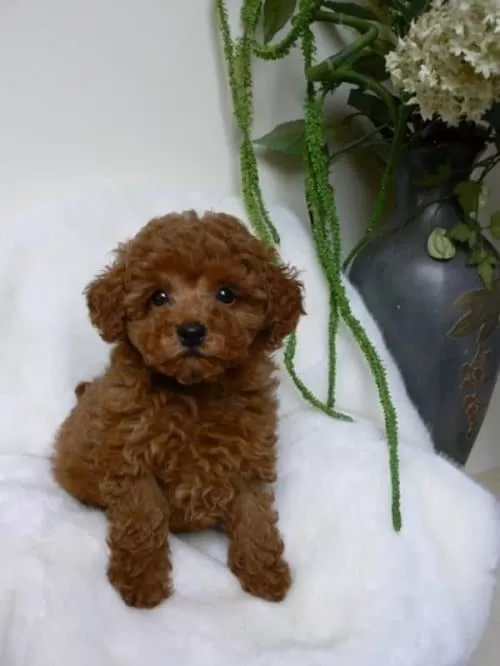 Red Brown Toy Poodle Yavrular