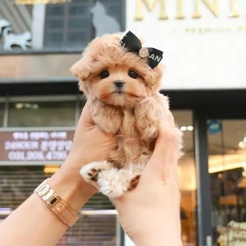 Morkie Bebeklerim Yeni Evine Gitmeye Hazır