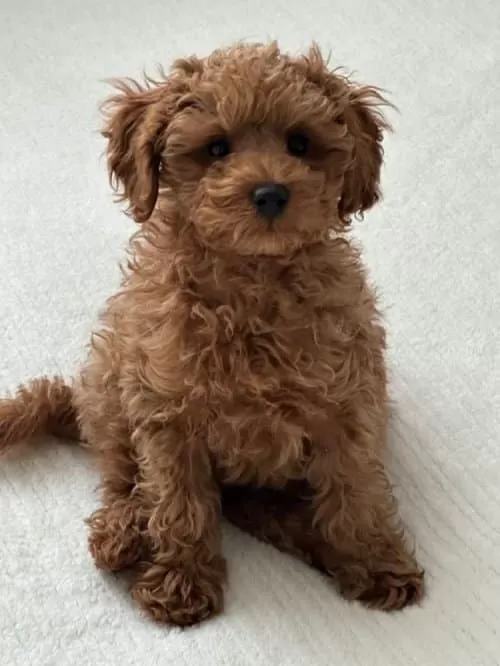 2,5 Aylık Poodle Erkek Bebek Için Yuva Arıyoruz