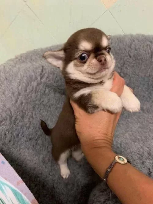Safkan Chihuahua Yavrularımız