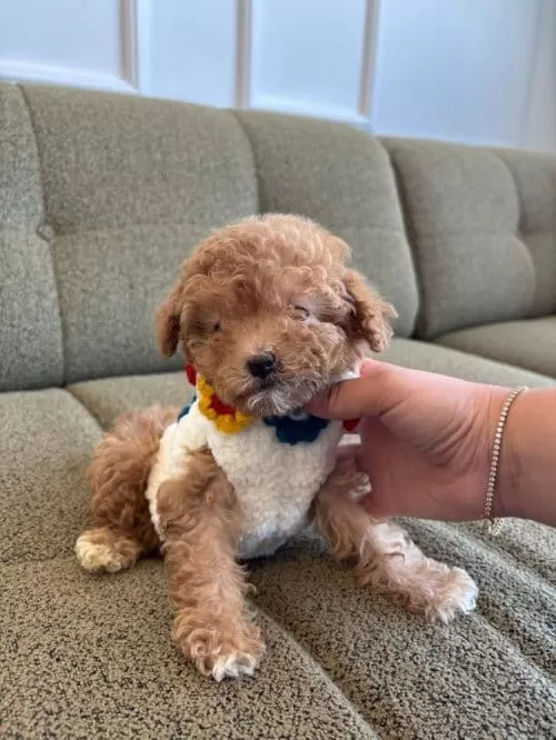 Gerçek Koreli Toy Poodle Minnaklarimiz