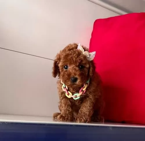 Yuvanizin Yeni Uyesi Korean Toy Poodle Cocuklarimiz