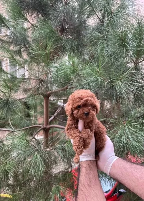 Evinizin Neşesi Mini Toy Poodle Bebekler