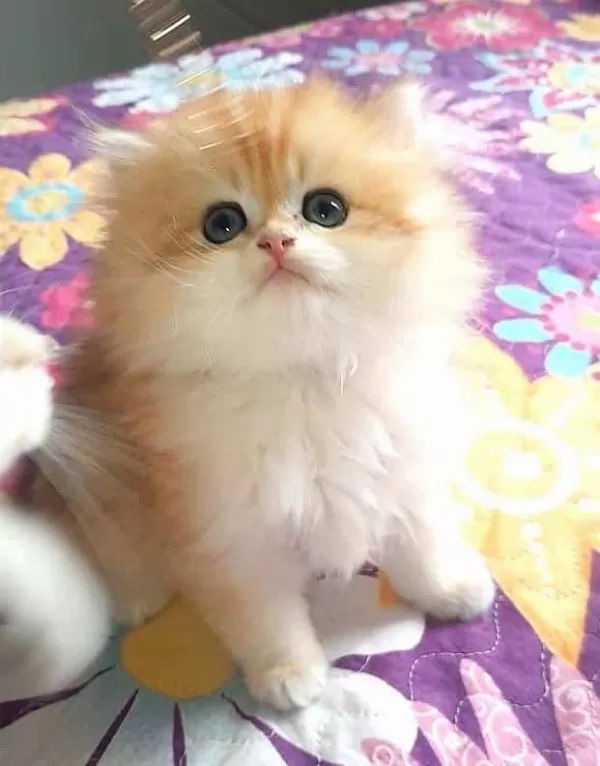 Ele Alışkın British Longhair Erkek Bebek