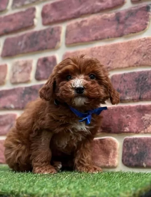 Oyuncu Ve Sevecen Maltipoo Yavruları
