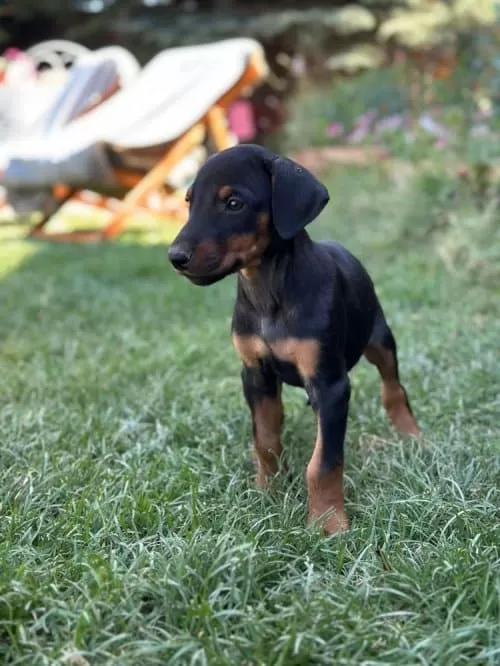 Saf Kan Yavru Doberman  Yeni Sahiplerini Arıyor