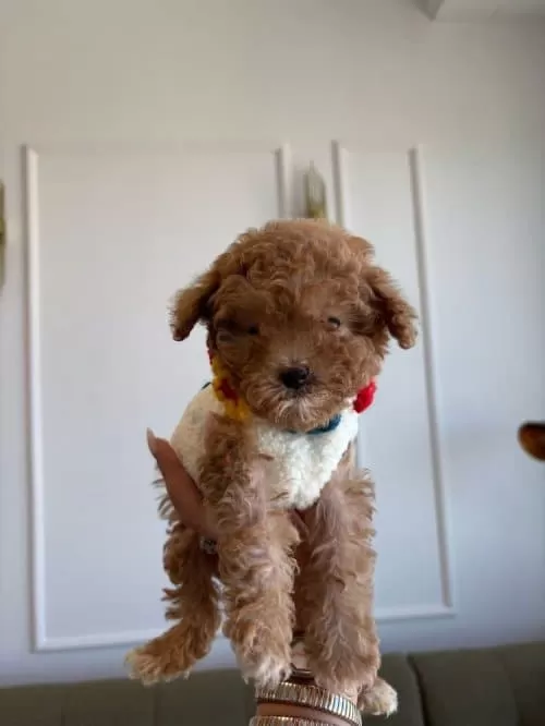 Gerçek Koreli Toy Poodle Minnaklarimiz