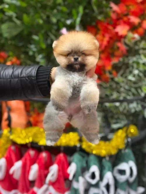 Safkan Teddybear Kore Pomeranian Yavrularımız